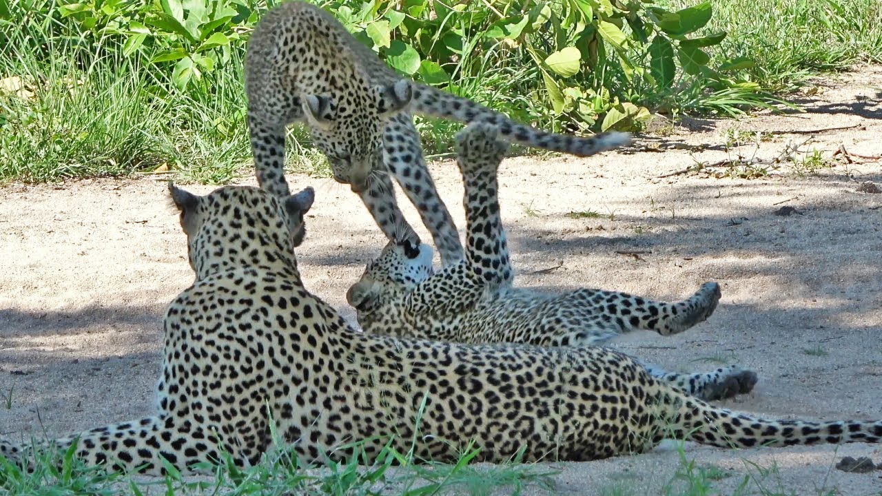 LEOPARDS and their CUBS 🐆