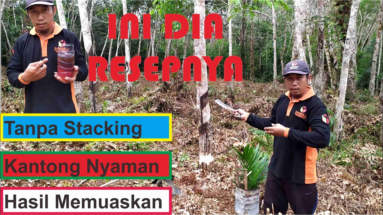 Cara Jitu dan Cepat Mematikan Pohon Tanpa di Tebang