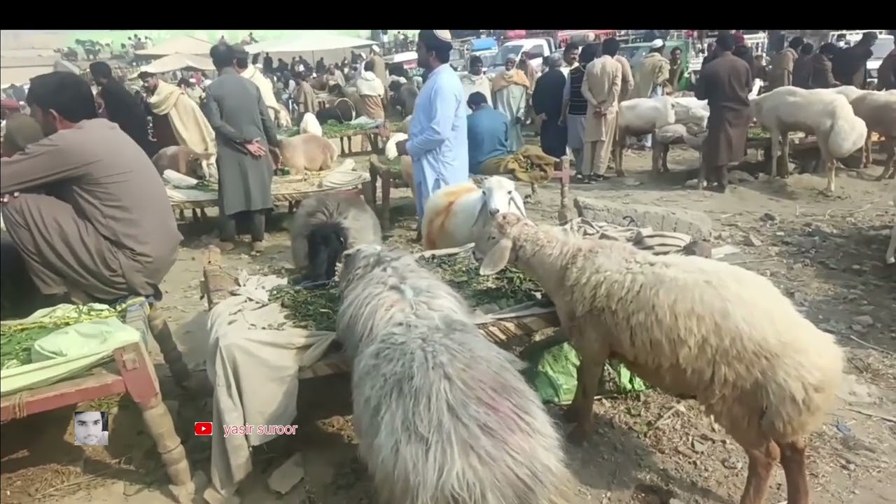 نوشہرہ مال منڈی ریٹ اپدیٹ.. 19/11/25 🐄🐐🐏🐑 #animals #youtube #viral 
