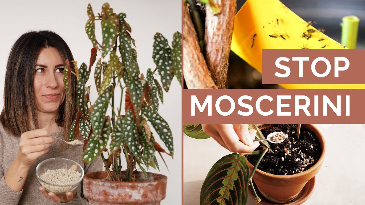 STOP MOSCERINI IN 4 MOSSE | Garantito 100%