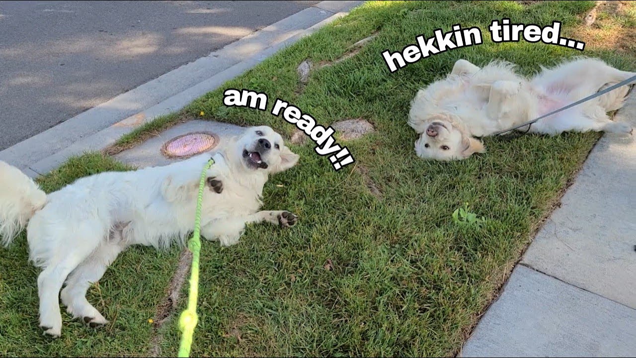 Morning walk and routine with my dog! | Tofu Han's neighborhood adventure #retriever #funny #cute