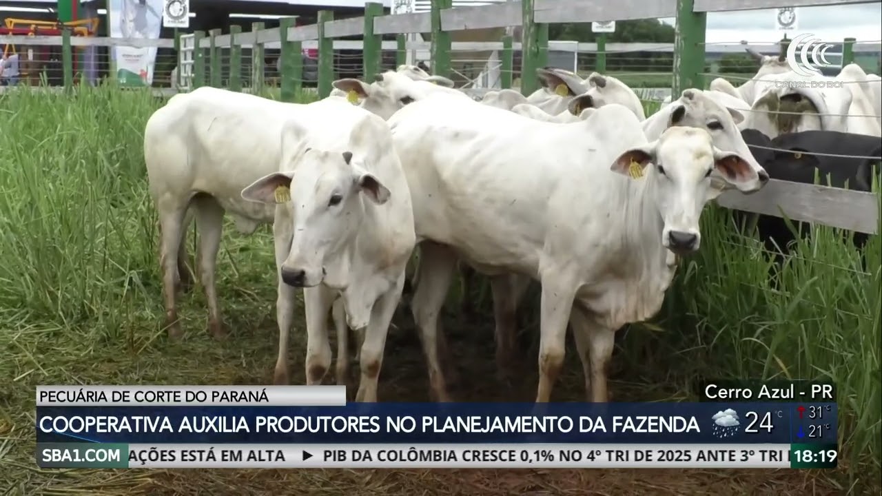 Cooperativa do Paraná fomenta produção de novilho precoce