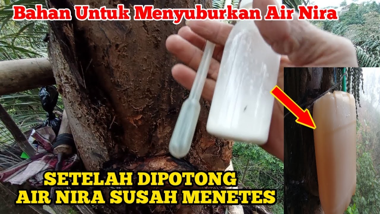 Ragi Cair Penyubur Air Nira || Begini Cara Menggunakannya Pada Batang Pohon Bisa Berhasil