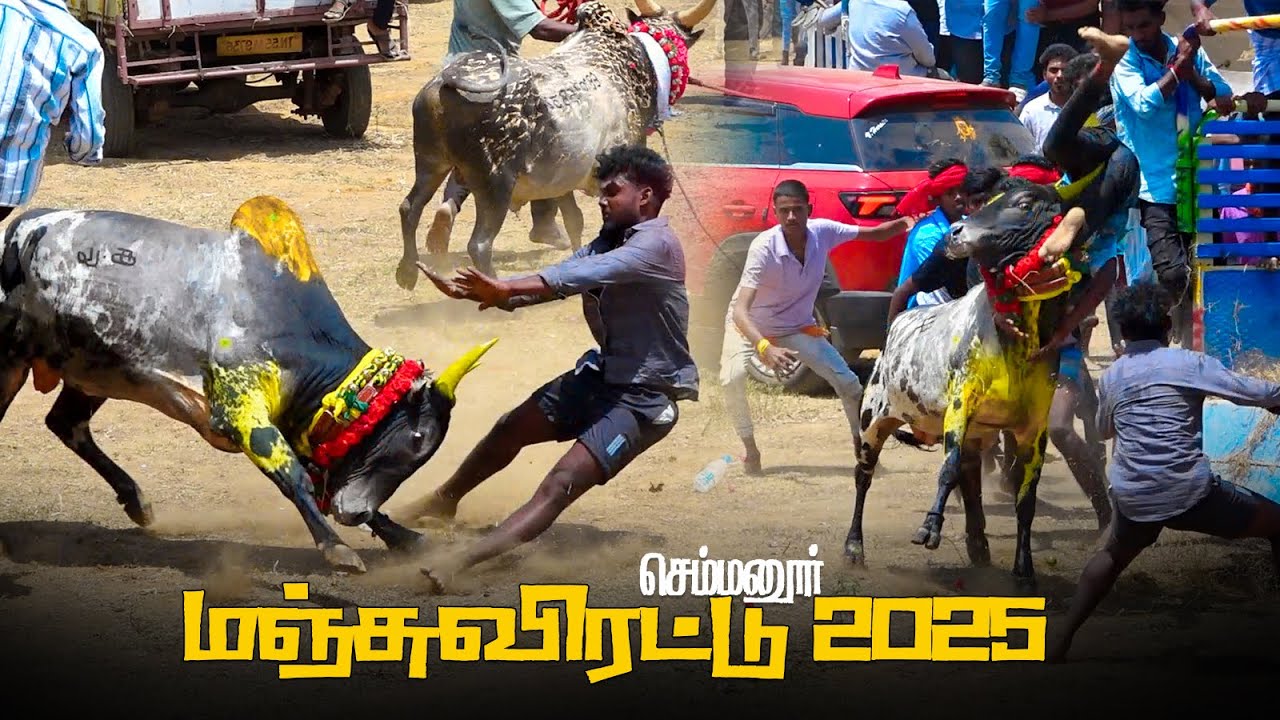 #செம்பனூர்_மஞ்சுவிரட்டு_2025_