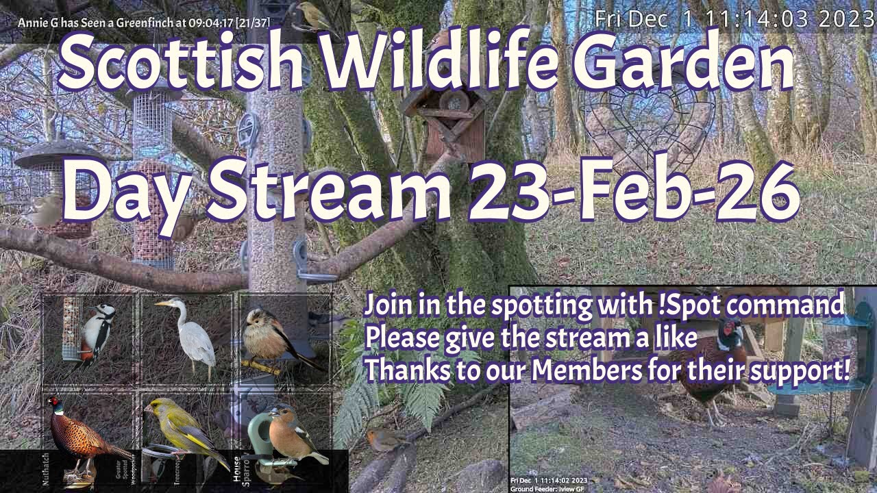 LIVE 🔴 Bird Feeders, Wildlife Cameras Scotland UK from Scottish Wildlife Garden