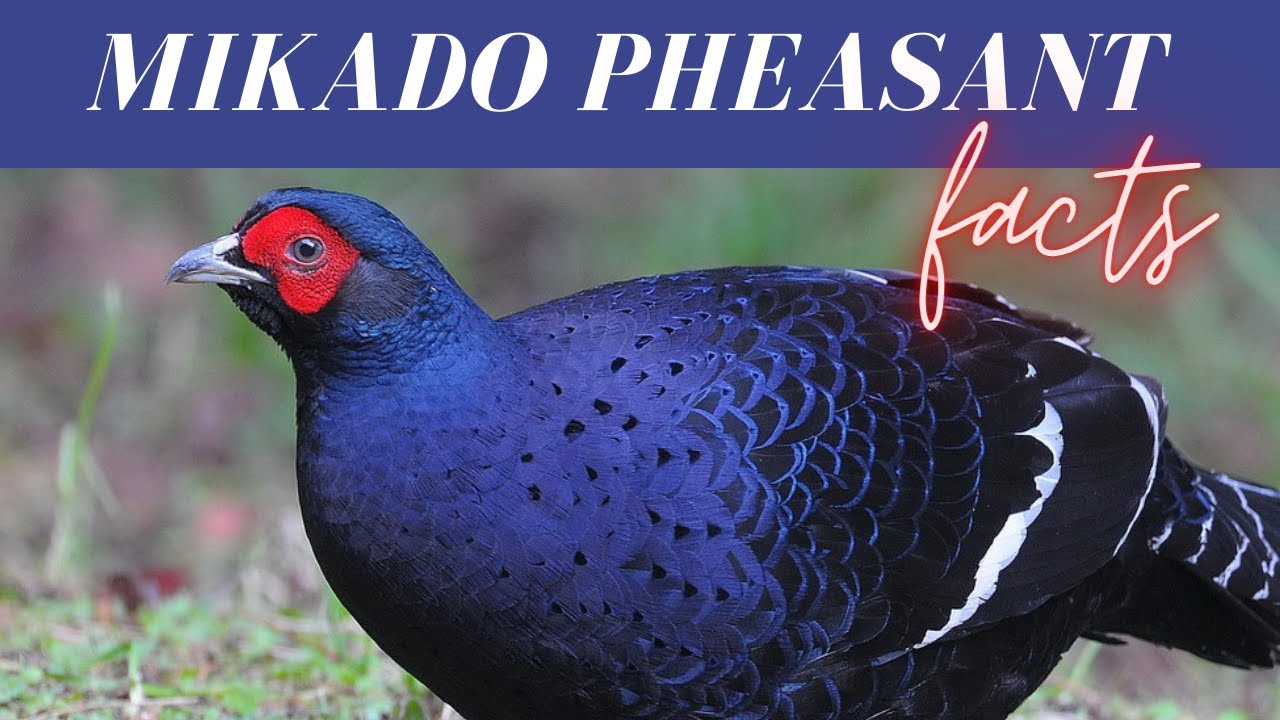 Mikado Pheasant facts 🦜 gamebird in the pheasant family