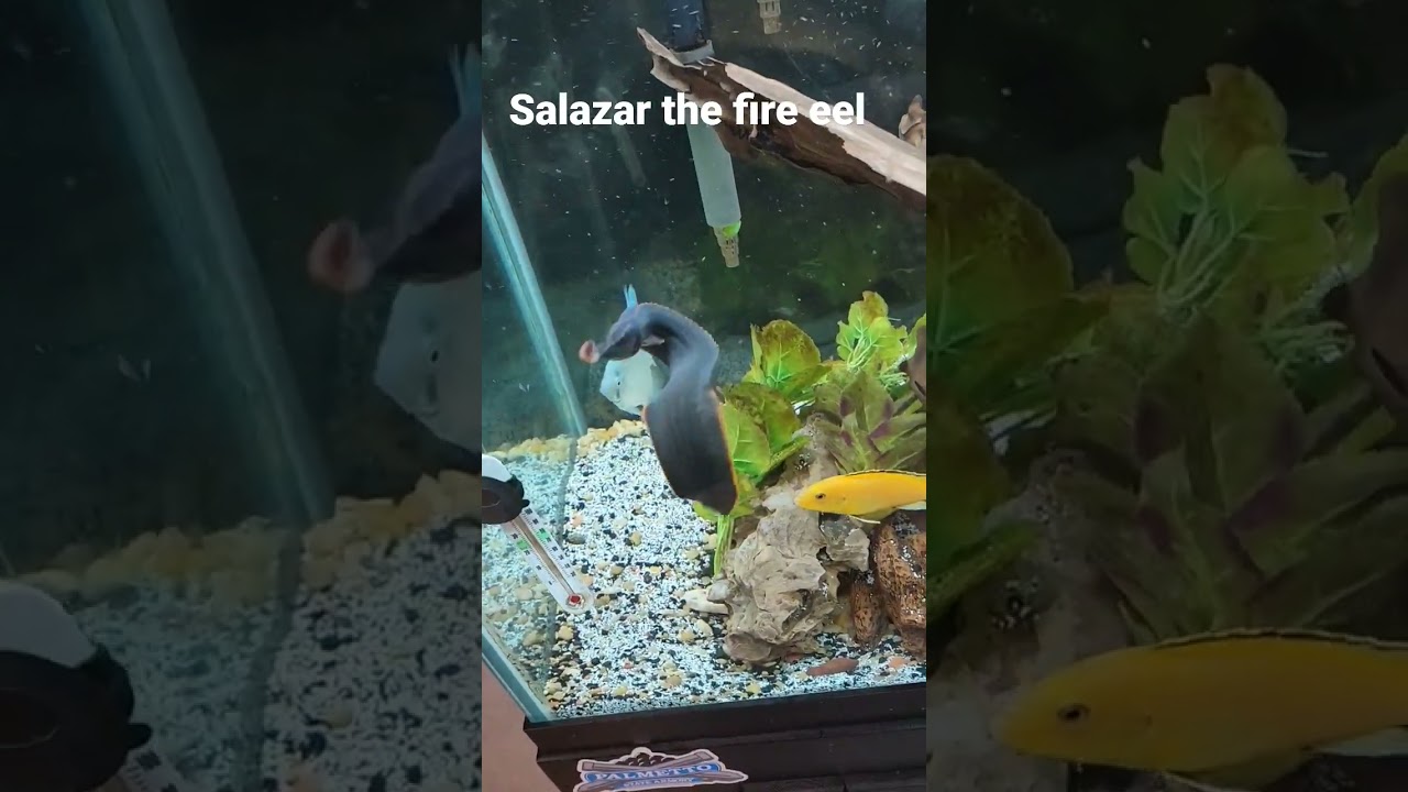 Salazar the fire eel #fish #aquarium #fishtank