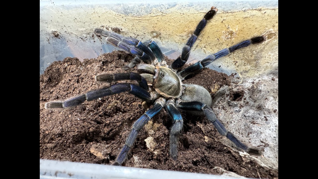 Cyriopagopus lividus, Cobolt blue  rehouse and care