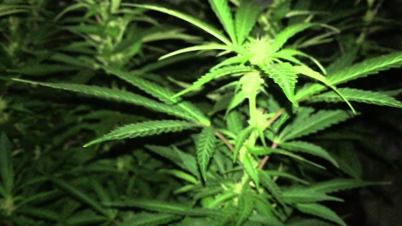 Green Thumb Girl-Indoor Ganja Garden Update 5-27-15