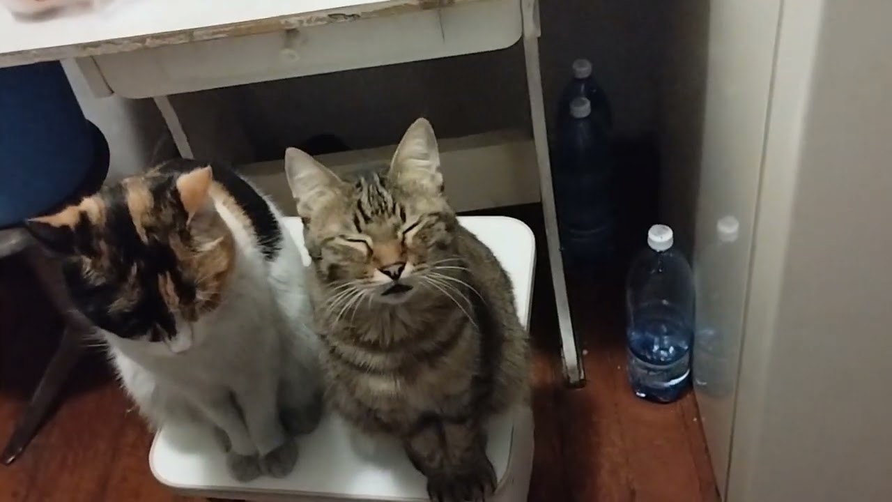 Meat disciplines cats 🐌