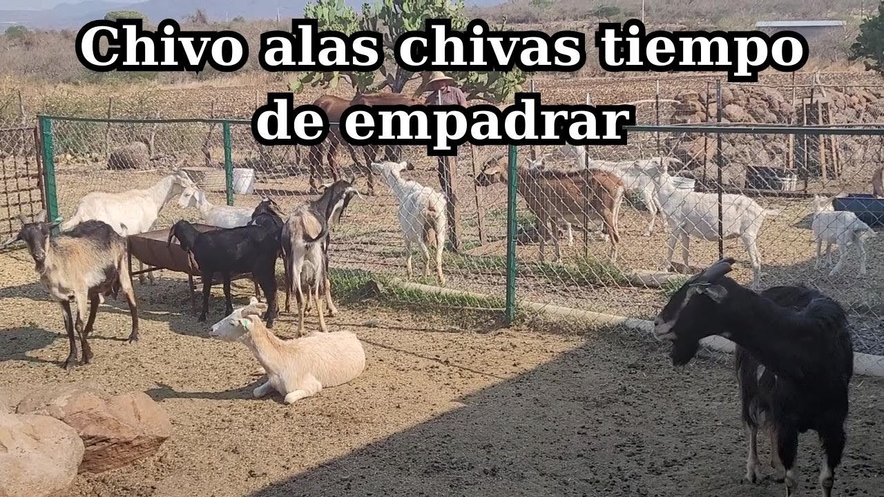 Chivo alas chivas tiempo de empadrar