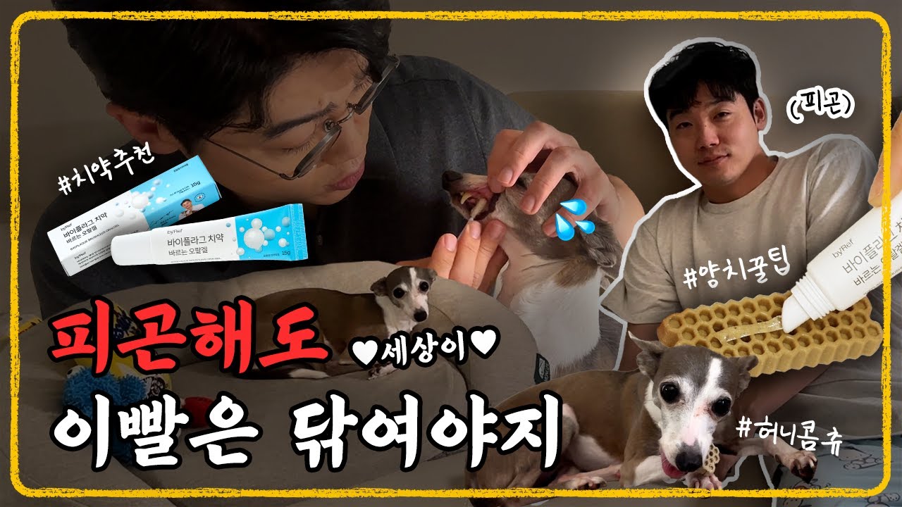 설쌤's 강아지 구강 관리 루틴 대공개 🪥 l 세상이 Vlog l 설채현 행동학 수의사
