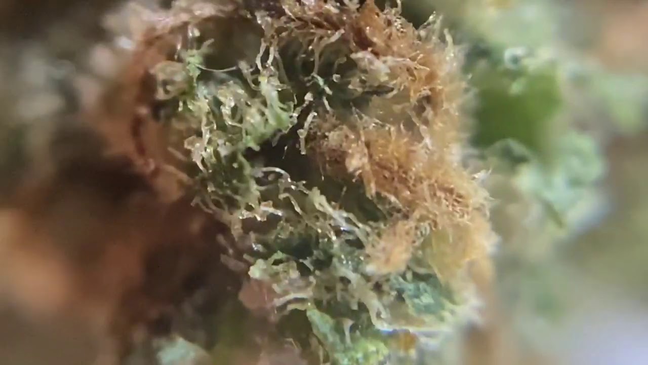 Tantalus skunk haze 5.94% thc 10.87% cbd 69.95$/15g from the ocs
