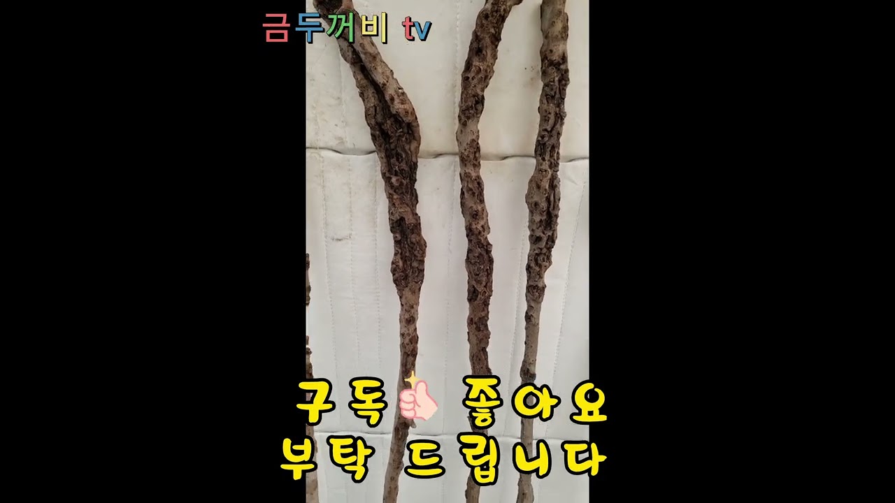 2022년 2월 27일.연수목지팡이 만들기/공구/옻칠