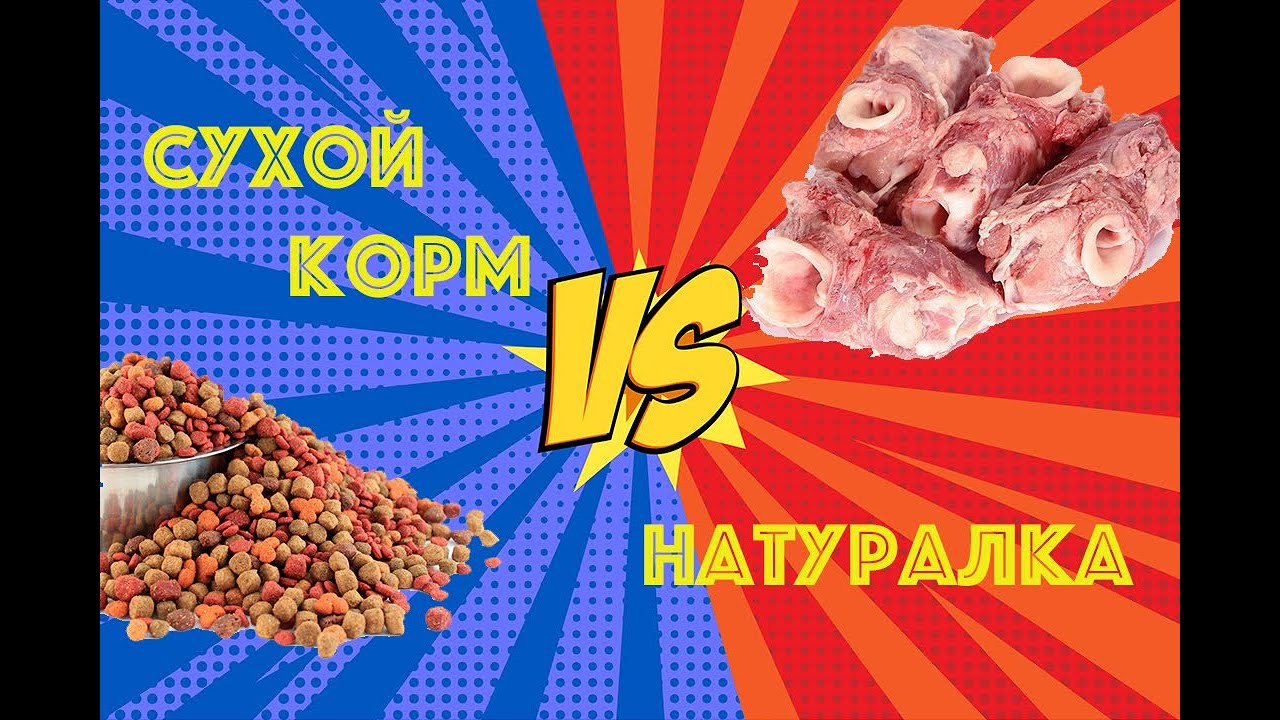 Переход с сухого корма на натуралку