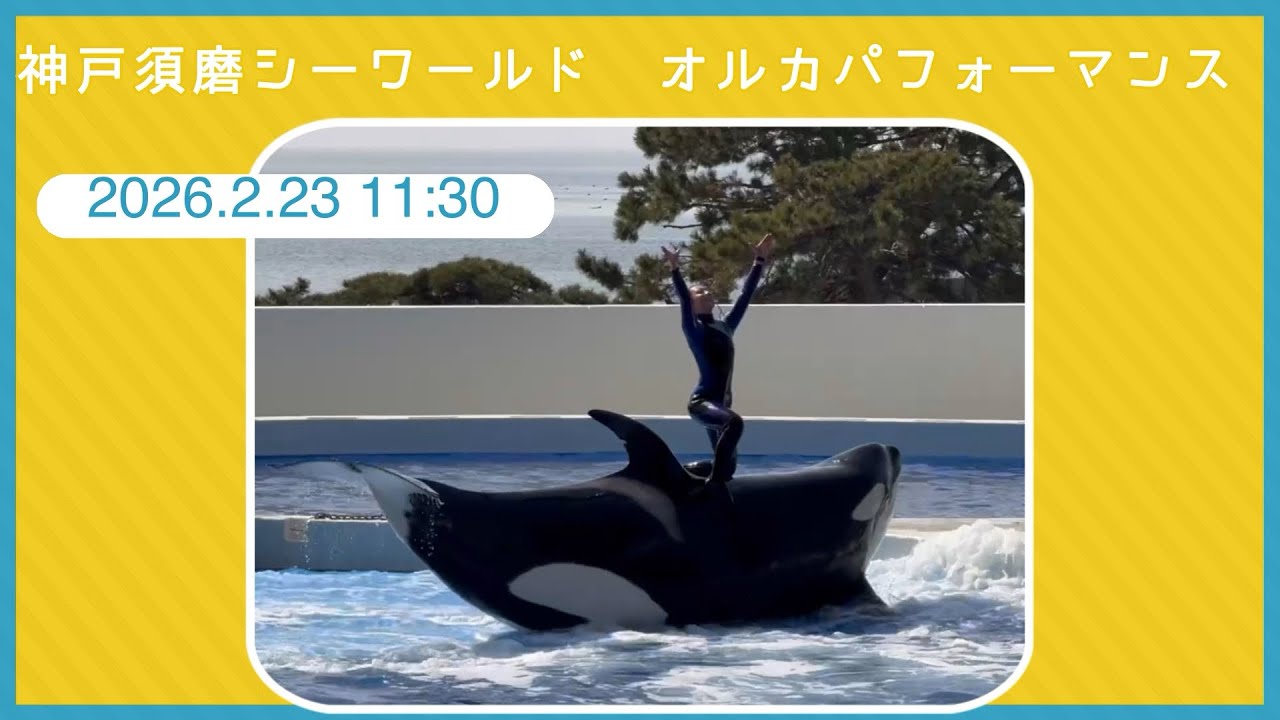 神戸須磨シーワールド　オルカパフォーマンス　2026.2.23 11:30