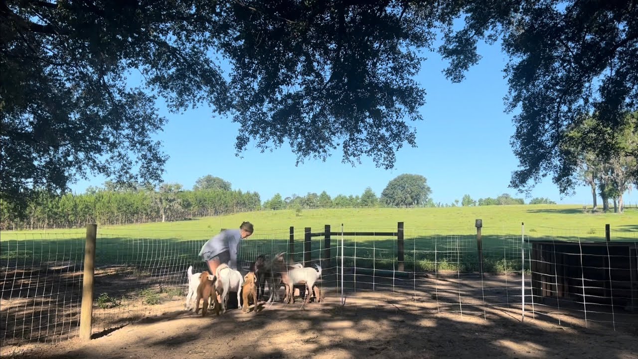 Homestead for a day! - a typical day on our North Central Florida Homestead