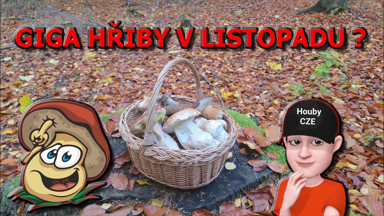 GIGA hřiby v listopadu | PLNÝ KOŠ | 💪👏🌲🌳