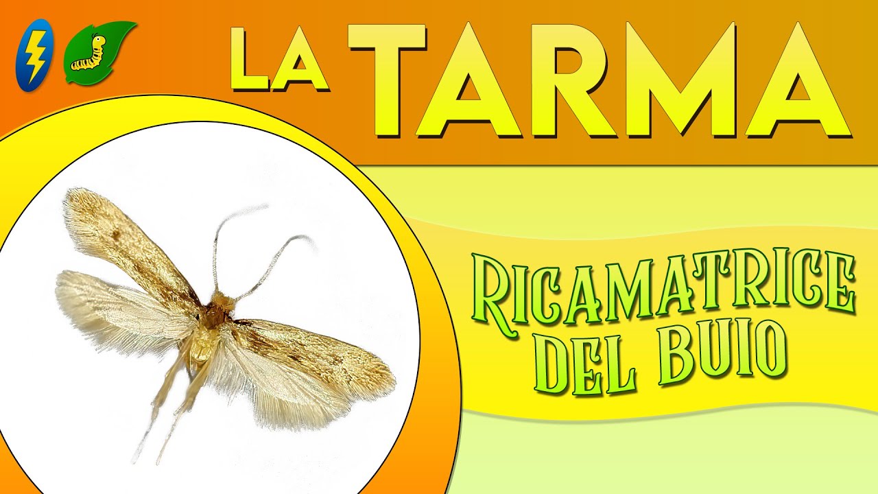 La Tarma: ricamatrice del buio ⚡