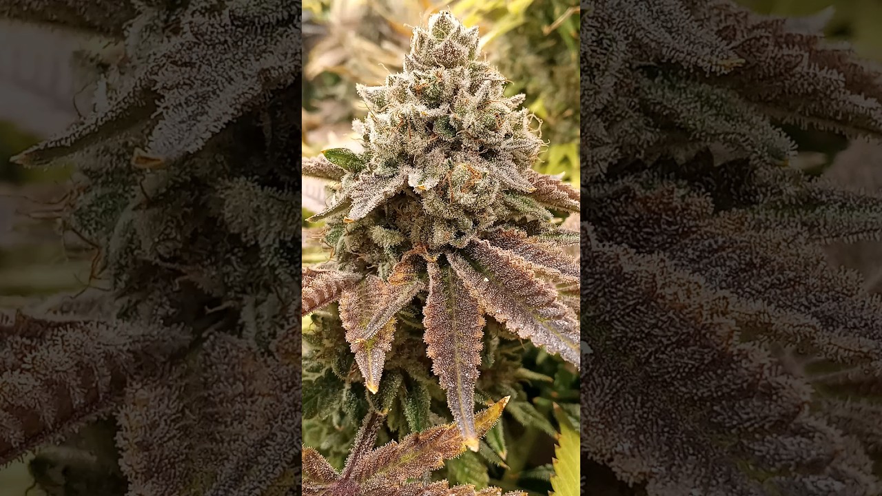 Platinum GSC x Vashon kush #dank #grow