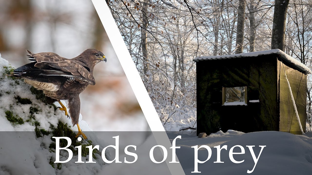 Bird of Prey in Woodland Hide || BIRD PHOTOGRAPHY, NIKON Z8