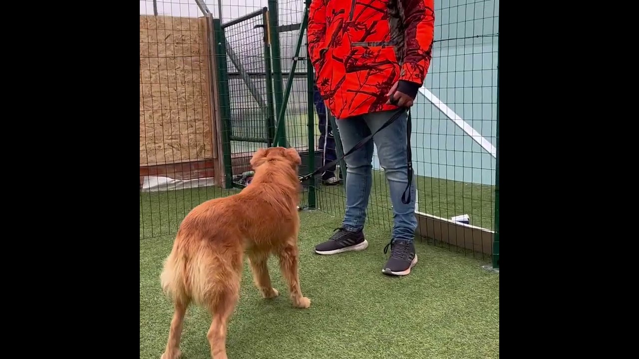 ROMEO IL CANE TERRORIZZATO