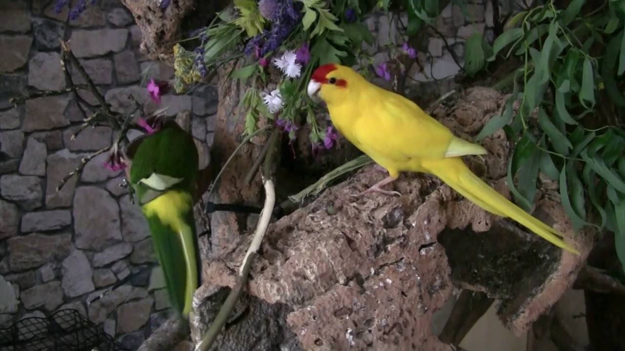 Gaumenschmaus für Ziegensittuiche und Springsittiche