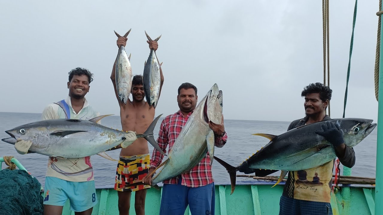 கேரள கடலில் தூண்டிலில் பிடிபட்ட கேரைமீன்/YELLOWFIN TUNA FISH CATCHING AT KERALA SEA