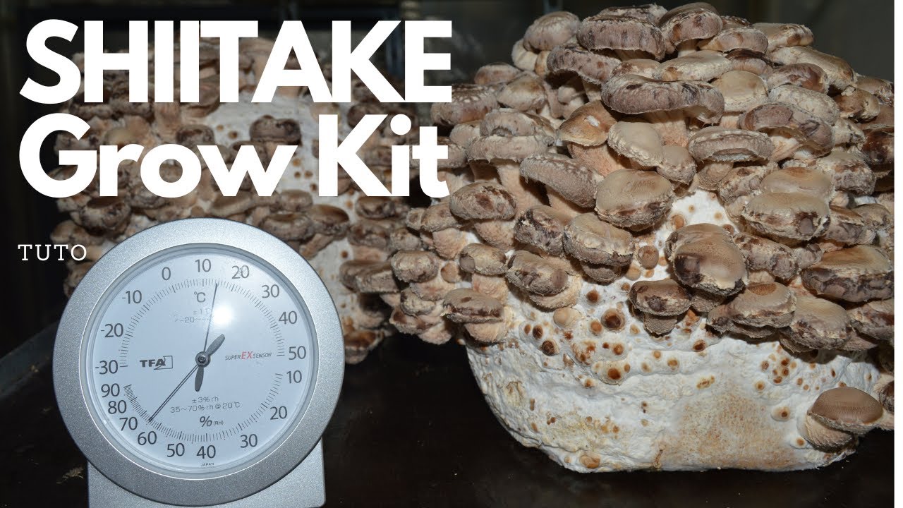 Ballots de Shiitake Prêts à Pousser - Le Tuto