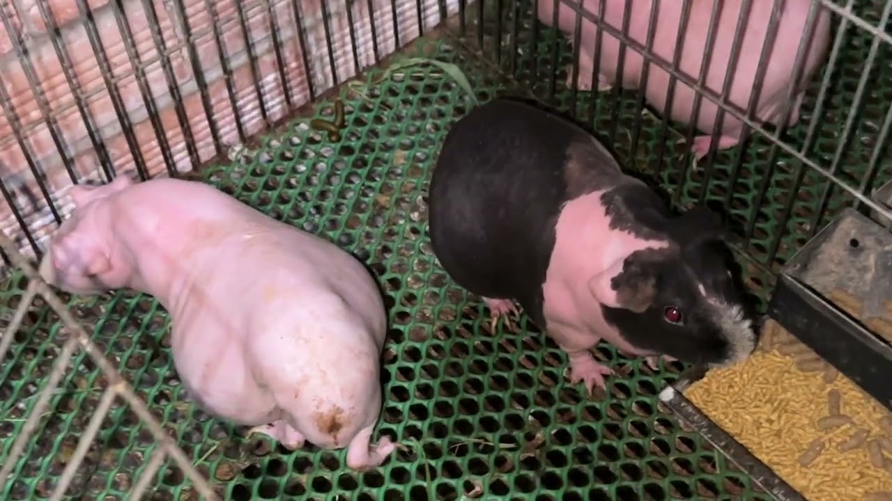 Bọ hà mã mini siêu to siêu ú siêu đẹp rất cưng bên trại Bảo Minh 