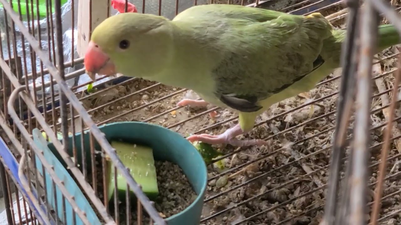 When do baby parrots start eating on their own? || How to make them start self-feeding?