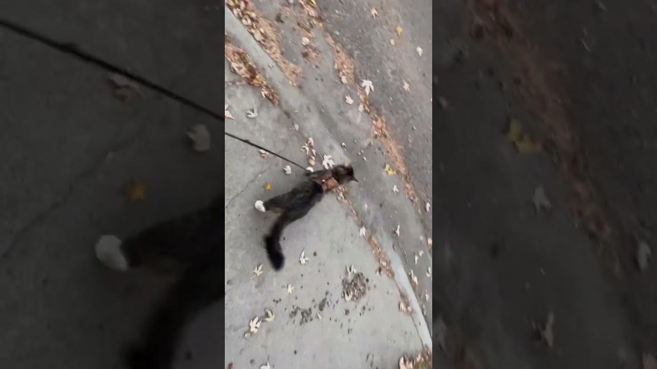 Cats On The Leash: Training Day