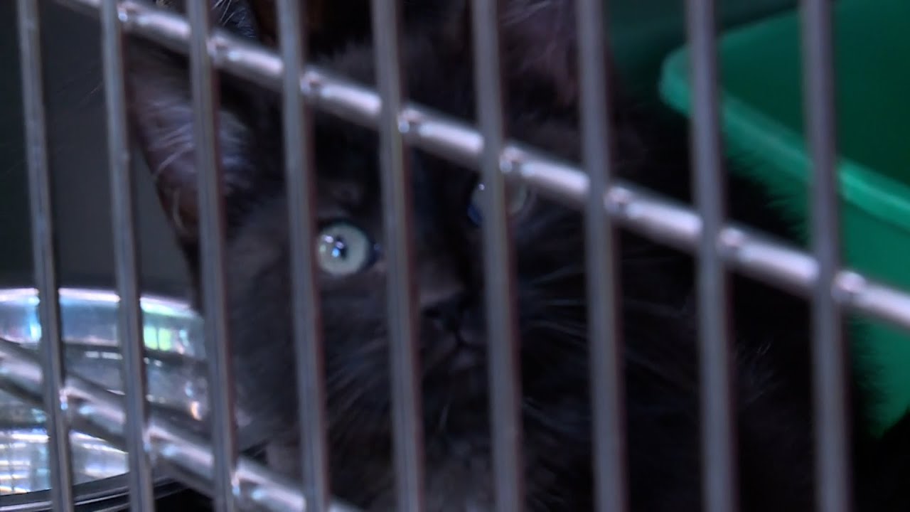 Maine no-kill cat shelter faces closure without funding support