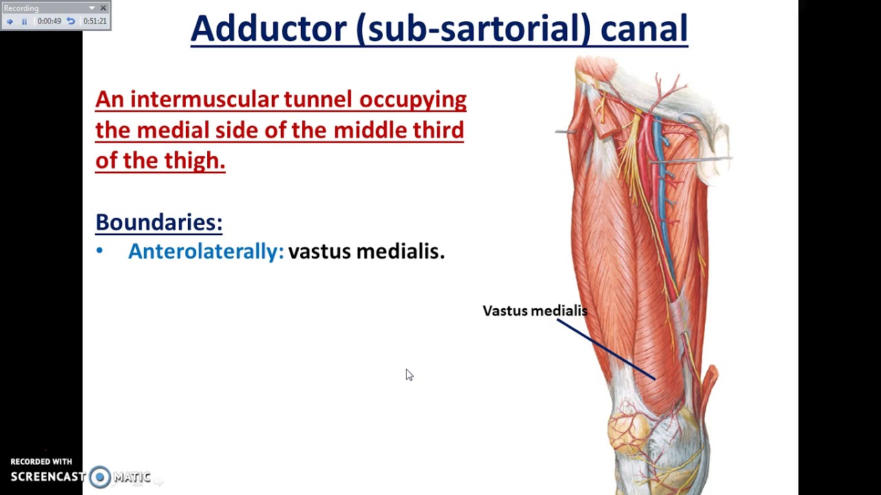 Overview of Lower Limb (4) - Medial Side of Thigh - Dr. Ahmed Farid
