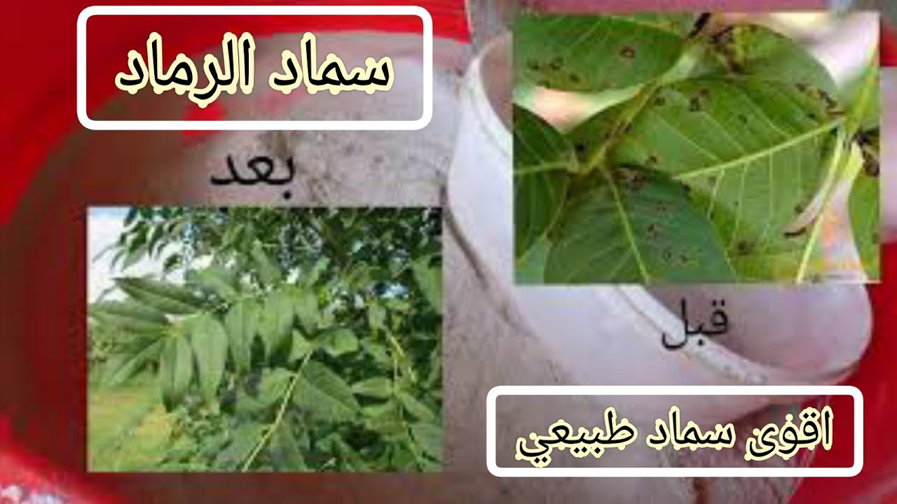 سماد الرماد اقوى مغذي طبيعي عضوي للنباتات /الاشجار وافضل من سماد npk #زراعة