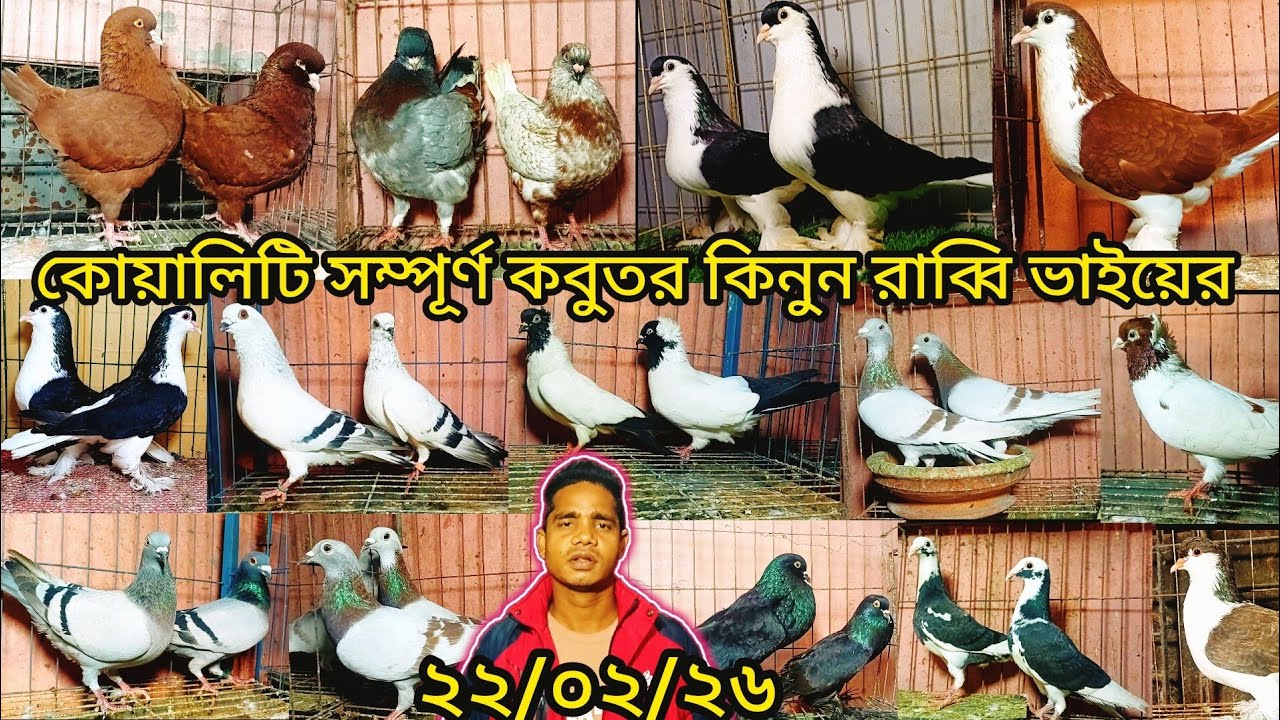 সময়ের সেরা জনপ্রিয় কবুতর কিনুন রাব্বি ভাইয়ের | pigeon video |