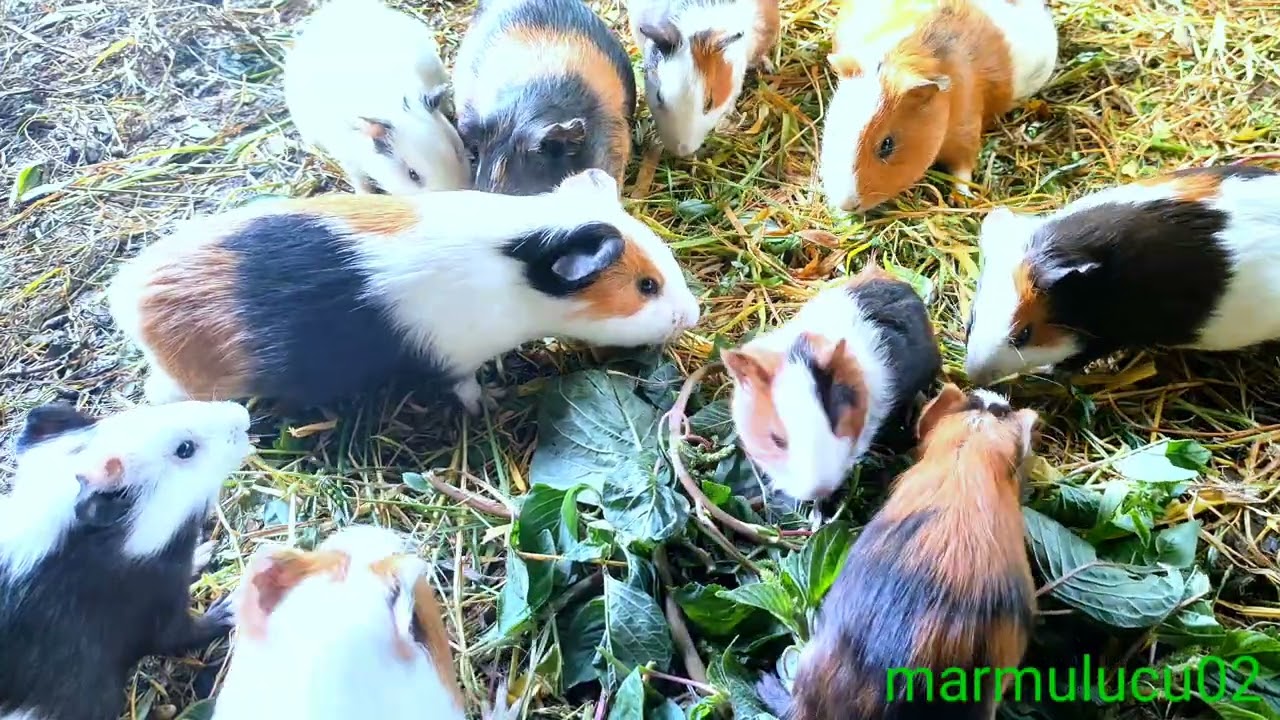 asmr|marmut lucu mukbang rumput berebutan rame rame 