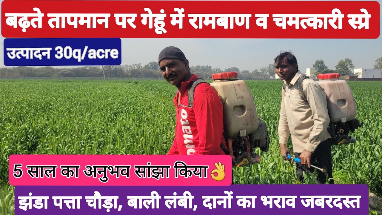 निसारे पर गेहूं में रामबाण व चमत्कारी स्प्रे 😍😱 #wheat #Wheatseed #Sprayinwheat #micronutrient