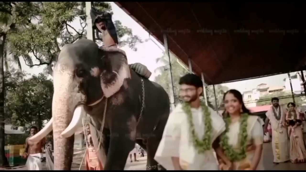 kerala elephant attack @guruvayur temple