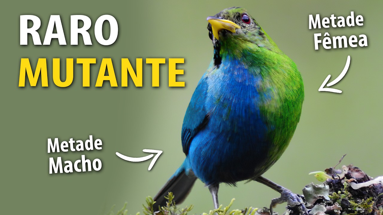 AVE RARA: METADE FÊMEA, METADE MACHO? Ornitólogo Responde #29