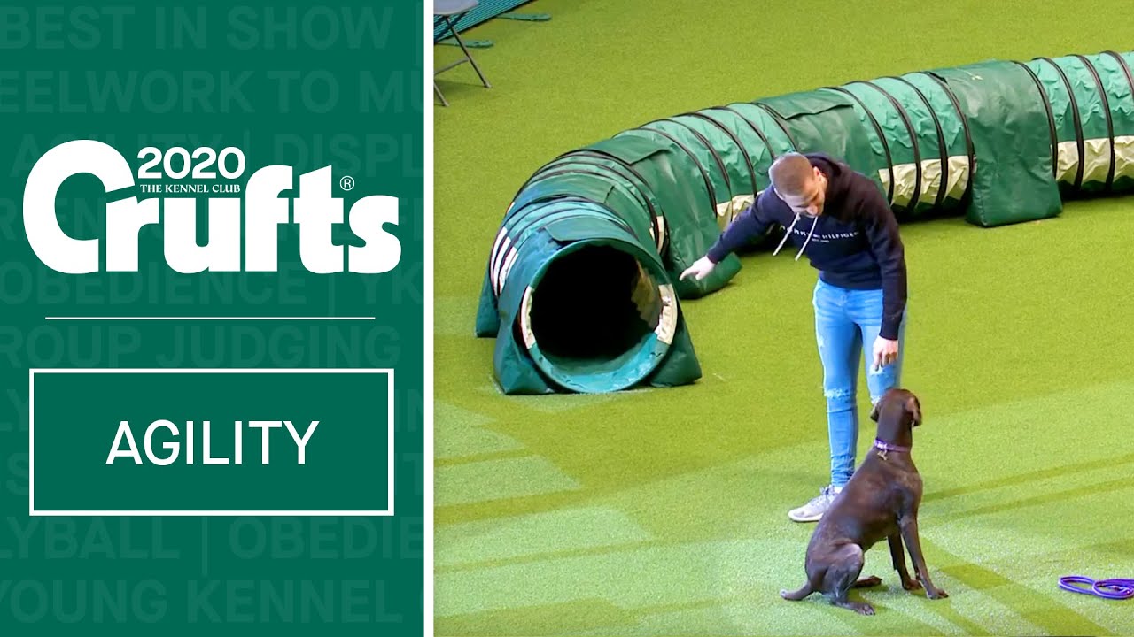 Capital FM's Dave Goodings tries Agility at Crufts 2020