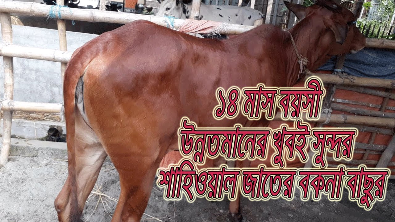 sahiwal bokna ।। ০২।। ১৪ মাস বয়সের উন্নতমানের খুবই সুন্দর শাহিওয়াল জাতের বকনা বাছুর । 01733293897