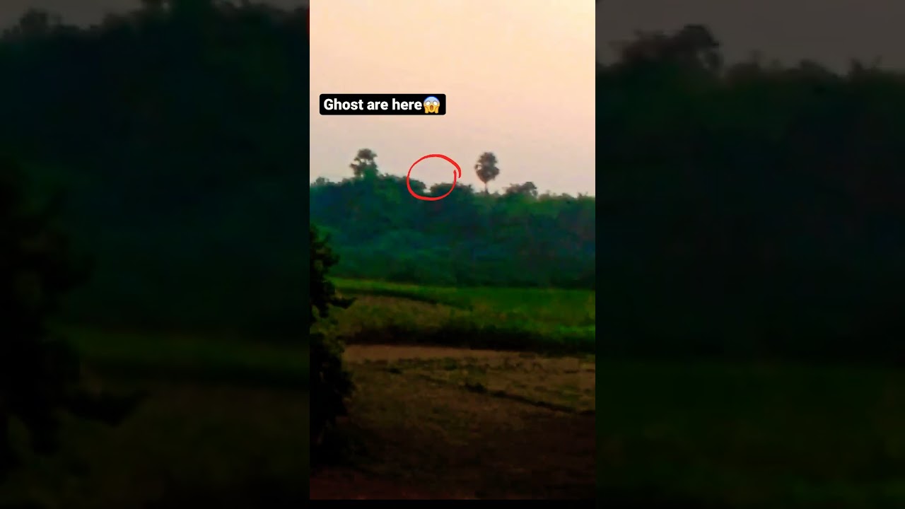 Ghost Are Present In This Tree😱#ghost #tree #horrorstories #forest #dark #ghosttracker