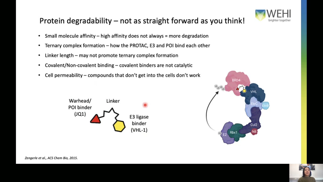 Magtoto C (2021): Protect & PROTAC: exploiting ubiquitin ligases for targeted protein degradation