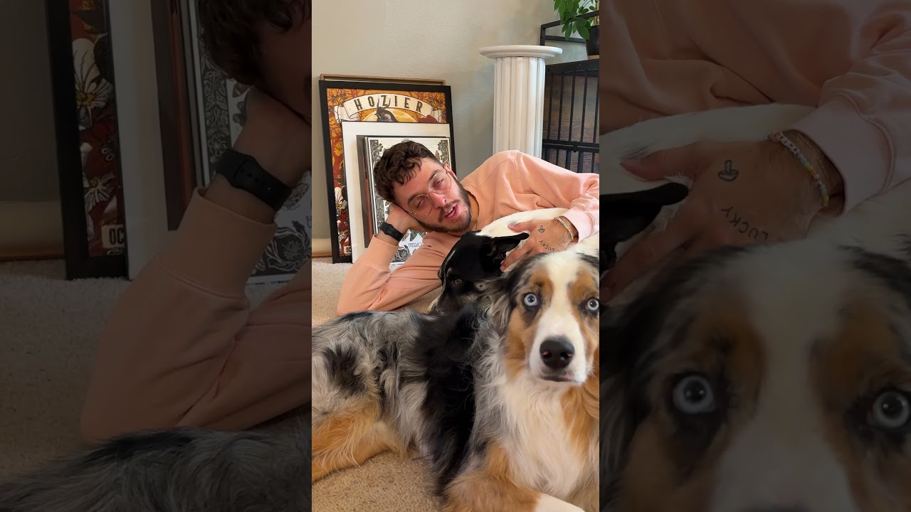 How to manage insane dog hair at home! What's the best dog hair hack you've ever heard?👀 #thebkpets