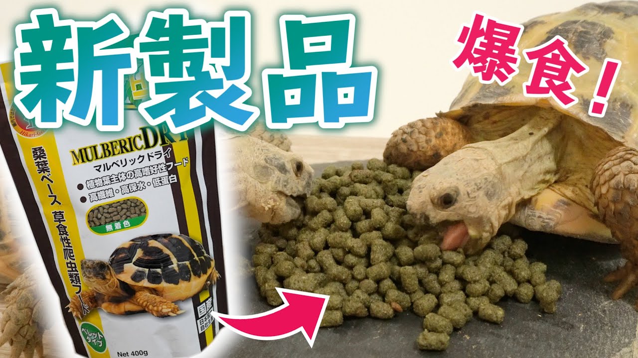 新発売のリクガメフードを試してみると驚きの結果に...【マルベリックドライ】