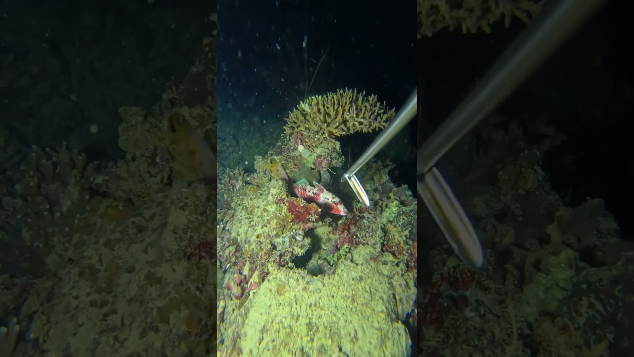 night dive spearfishing #swasinexplorer #spearfishing