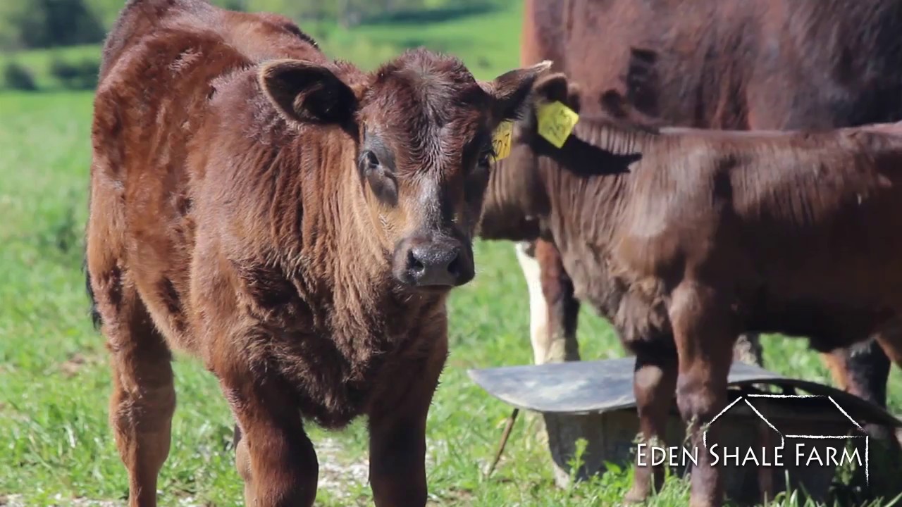 Fenceline Feeding System - FULL VIDEO TOUR
