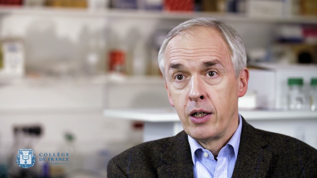 Facteurs de transcription et différenciation cellulaire - Hugues de Thé