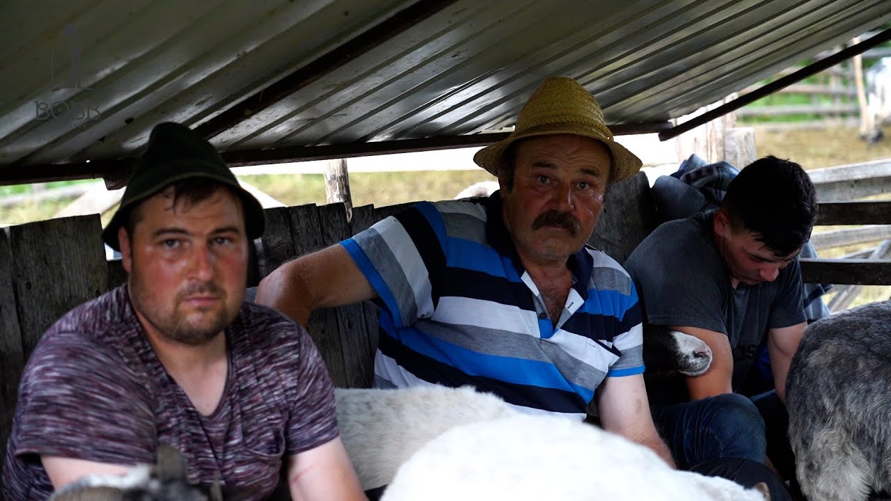 MULSUL OILOR BREZE PE PLOAIE CU FAMILA IACOB DIN COMUNA NEGRILEȘTI, BISTRIȚA | PROBLEME CU LUPII EP1